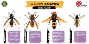El 112 asegura que la avispa asiática no esta presente en Madrid