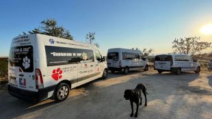 Soportar ladridos continuos, el desafío de esta difícil convivencia
