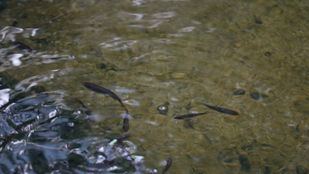Peces protegidos para repoblar el Manzanares