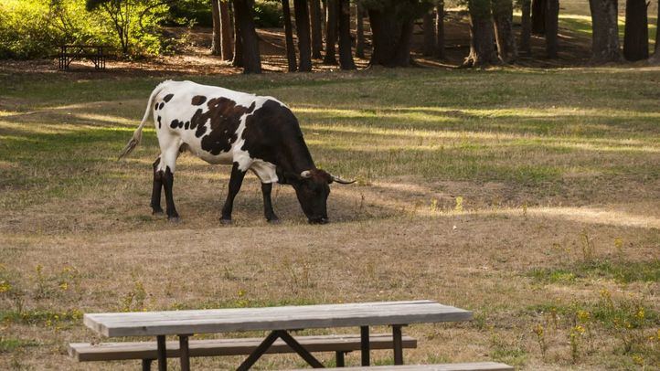 Vaca pastando en un merendero en Cercedilla