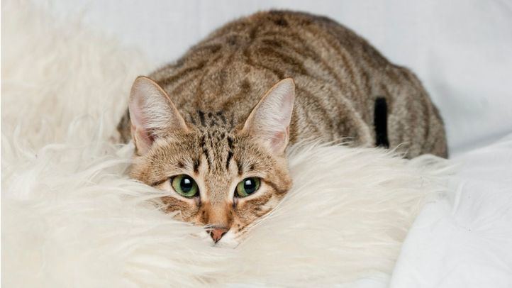 Gato común europeo