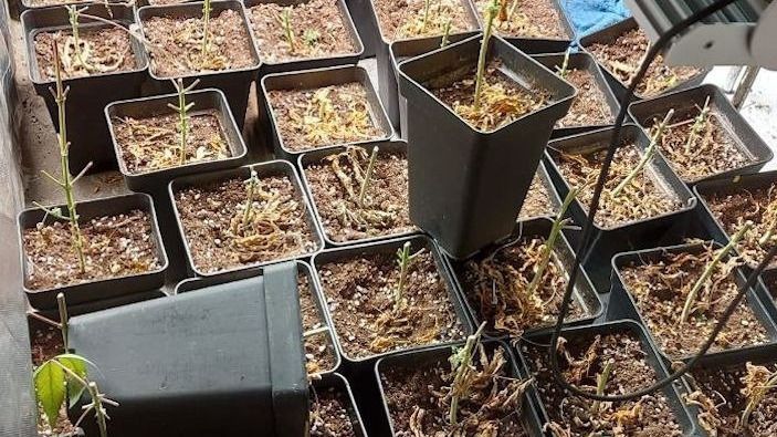 Plantación de marihuana en Fuencarral
