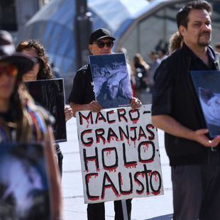 Igualdad Animal denuncia el maltrato animal en las granjas