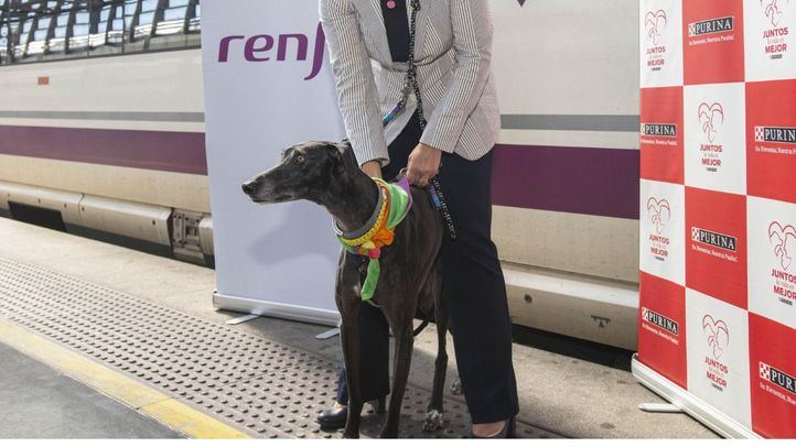 Los perros de hasta 40kg pueden viajar en determinados AVE de las líneas Madrid-Barcelona (con parada en Zaragoza), Madrid-Málaga, Madrid-Alicante y Madrid-Valencia