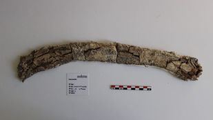 Costilla de uno de los elefantes hallados en La Atalayuela