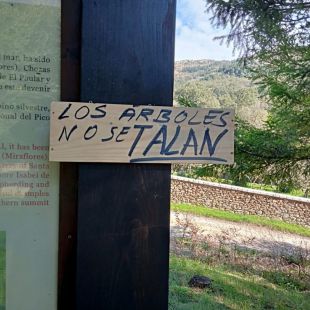 Colectivos ecologistas denuncian la tala de más de 30 chopos en Miraflores de la Sierra