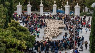 Un rebaño de 1.200 ovejas, pastoreadas por una mujer, invade Madrid