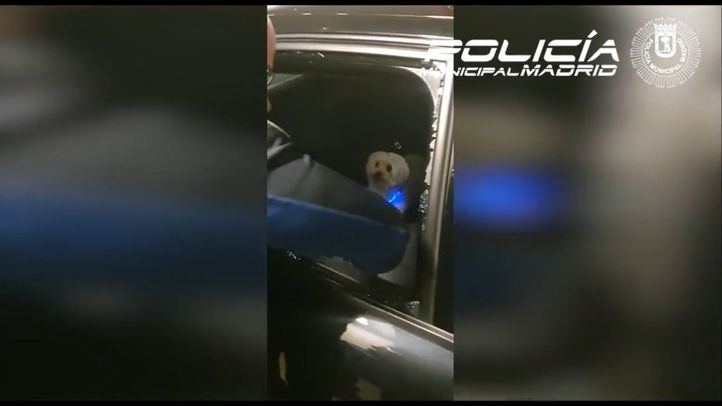 Rescate de un perro encerrado en un coche en la Castellana