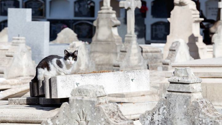 Un gato en el cementerio