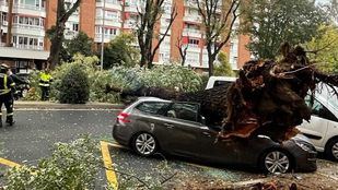 A quién reclamar si un temporal tira un árbol sobre un vehículo