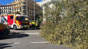 Olmo siberiano que cayó este jueves sobre una joven de 23 años en la calle Almagro