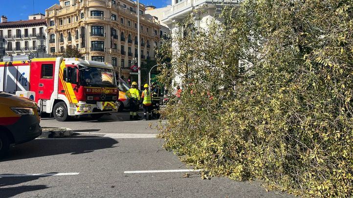 Olmo siberiano que cayó este jueves sobre una joven de 23 años en la calle Almagro