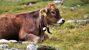 Más de 300 reses muertas por el 'Covid de las vacas': "Desconocemos la cuantía de las ayudas"