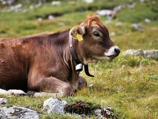 Ganado vacuno en Madrid