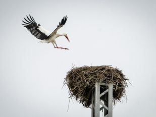 Rutas ornitológicas en Madrid para observar las aves en invierno