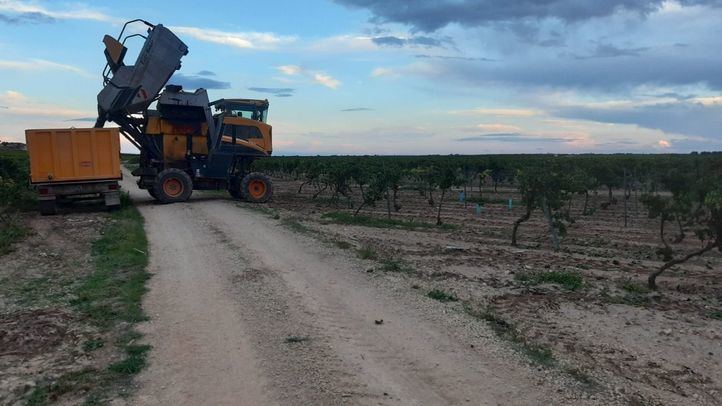 Dcoop augura un 2024 complicado: 'La sequía amenaza cultivos como el olivar'