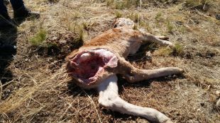 Los lobos de la Comunidad de Madrid, cada vez más urbanos