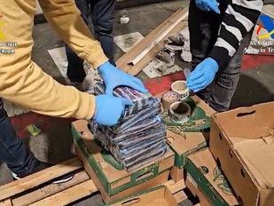 Agentes localizan la cocaína oculta entre aguacates.