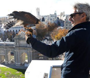 Un halcón y dos águilas ahuyentarán a las palomas de la Puerta de Alcalá