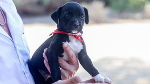 Un total de 4.157 perros y 5.078 gatos han sido abandonados en Madrid durante 2023