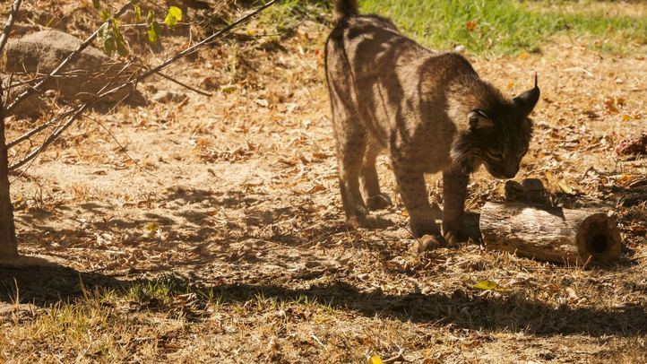 Imagen de un lince ibérico