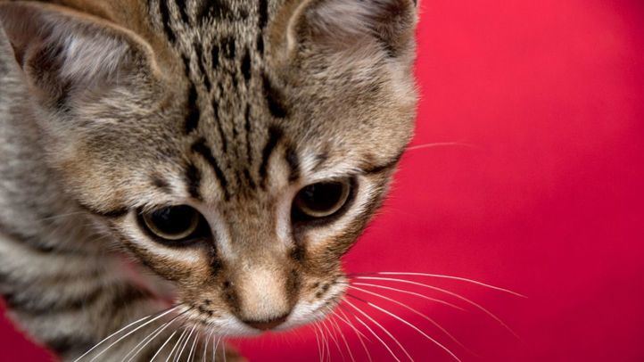 Gato común europeo