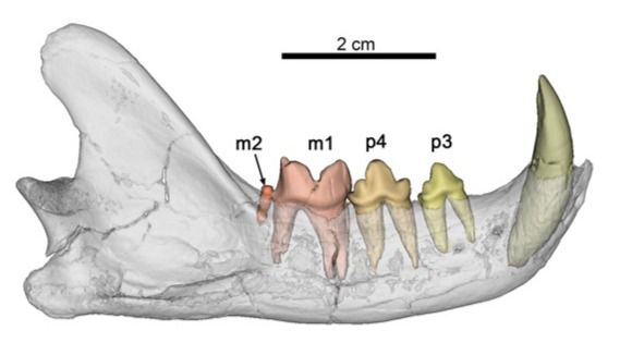 CT Scan de la mandíbula de Magerifelis peignei del yacimiento de Príncipe Pío-2 (Madrid), mostrando el segundo molar inferior (m2).