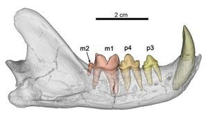 CT Scan de la mandíbula de Magerifelis peignei del yacimiento de Príncipe Pío-2 (Madrid), mostrando el segundo molar inferior (m2).