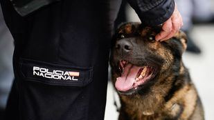 'Adopta un héroe de 4 patas': un retiro digno para los perros que han dado su vida