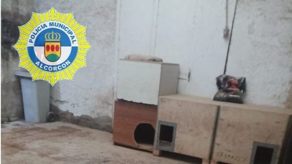 Clausuran una nave dedicada a cría y venta ilegal de perros en el polígono de Ventorro Del Cano