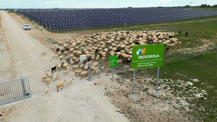 La fotovoltaica Revilla-Vallejera, refugio para la biodiversidad de Iberdrola