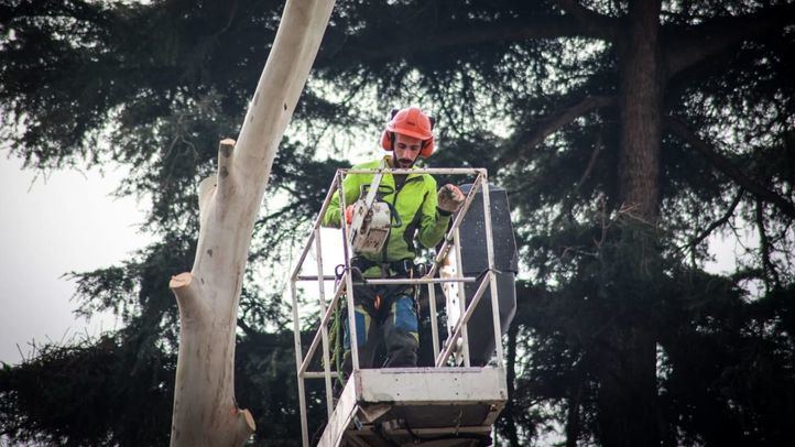 Arrancan las talas en los jardines de Jimena Quirós