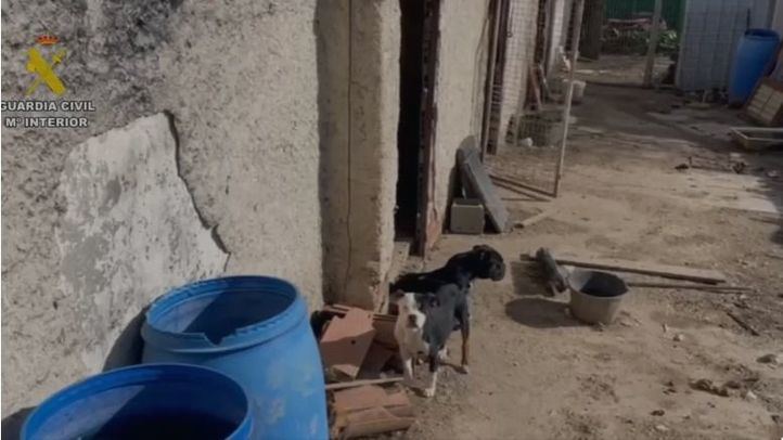 Rescatados diez perros, uno muerto, en la finca del detenido por secuestrar y violar a su pareja en Pezuela