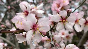 Almendros en flor en la Quinta de los Molinos