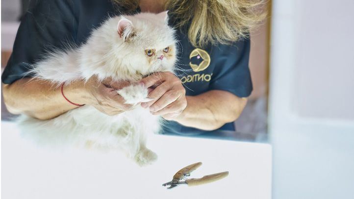 'Contigo Cuidados', centro de bienestar y estética para mascotas