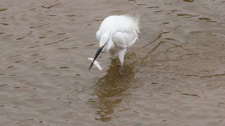Ave en las aguas del río Manzanares