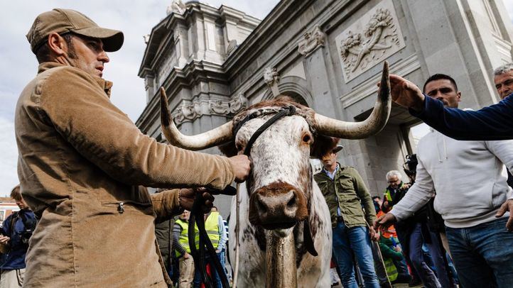 Agricultores y ganaderos se manifiestan en el centro de Madrid