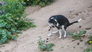 Perro defecando