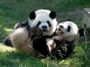 El Zoo de Madrid se despide de su familia de pandas