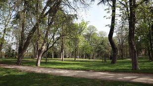 Un olivo del siglo XIV y un pino de 35 metros, los árboles más singulares de Madrid