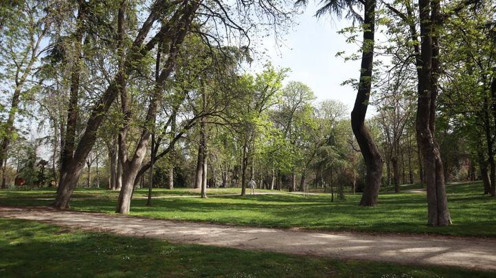 Un olivo del siglo XIV y un pino de 35 metros, los árboles más singulares de Madrid