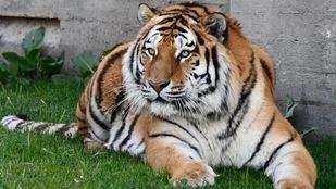 Dos tigres siberianos en peligro de extinción llegan a Madrid