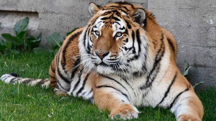 Un tigre siberiano