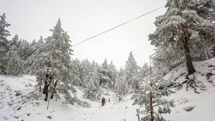 Paisaje de pinos cubiertos de nieve en el Puerto de Navacerrada