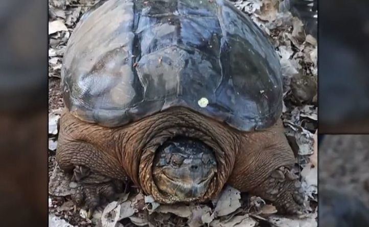 Uno de los ejemplares de tortuga mordedora hallados en el río Henares