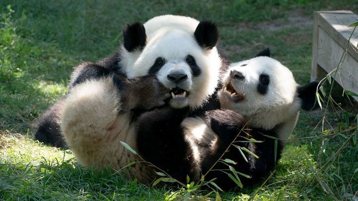 You You y Jiu Jiu, pandas que vivian en el Zoo de Madrid