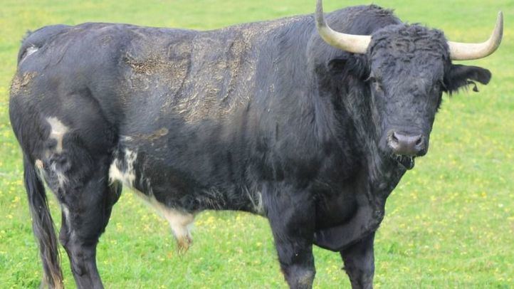 San Agustín de Guadalix, una auténtica feria del toro y de aficionados para aficionados