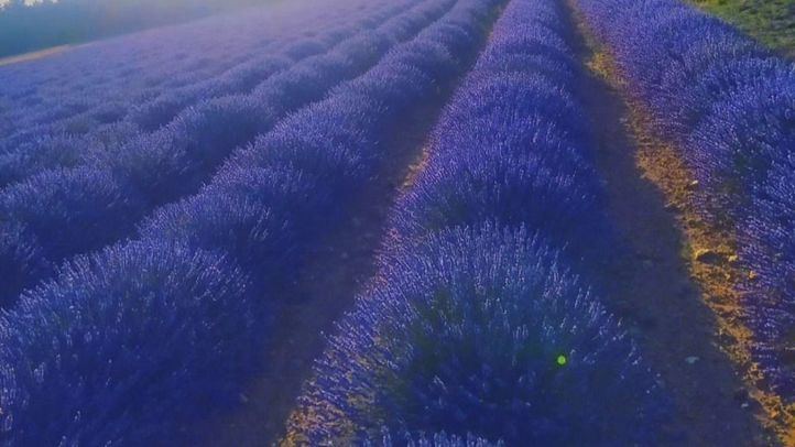 Campos de lavanda
