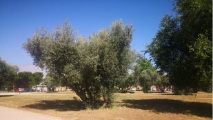 Olivar de Móstoles