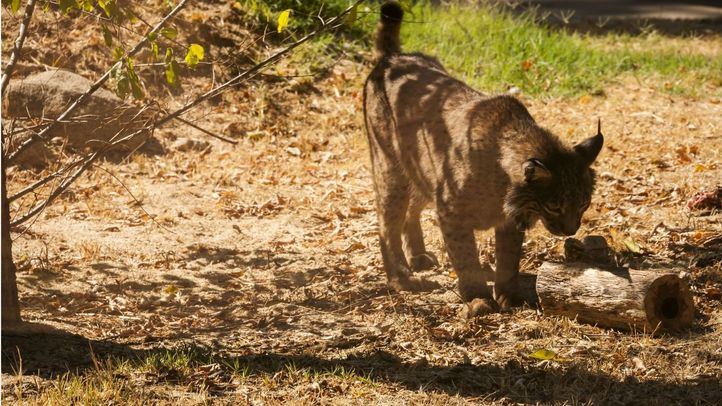 Lince ibérico